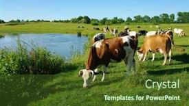  Presentation with grazing - PPT theme consisting of grazing on a green meadow background and a tawny brown colored foreground