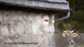  Presentation with cow - Theme consisting of cow-grazing-on-a-green background and a  colored foreground