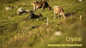  Presentation with green and purple - Presentation design with cow-grazing-on-a-green background and a tawny brown colored foreground