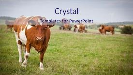  Presentation with green chemistry reaction formula - Colorful PPT theme enhanced with cow grazing on a lovely backdrop and a lemonade colored foreground