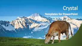  Presentation with green pastures - Audience pleasing PPT theme consisting of cow grazing on fresh backdrop and a teal colored foreground