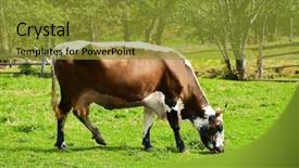  Presentation with cow cute - Amazing slide deck having cow grazing on green grass backdrop and a gold colored foreground