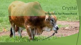  Presentation with cow - Theme consisting of cow-grazing-on-green-meadow background and a  colored foreground