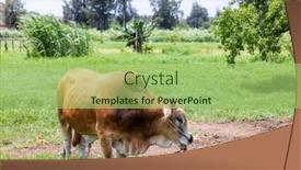  Presentation with grazing - Presentation theme with cow-grazing-on-green-meadow background and a  colored foreground