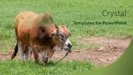  Presentation with taiwan - Presentation having cow-grazing-on-green-meadow background and a seafoam green colored foreground