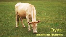  Presentation with grazing - PPT theme having cow grazing on the green meadow in summer background and a tawny brown colored foreground