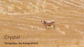 Presentation with grazing - Presentation theme featuring cow-grazing-stubble-of-wheat background and a coral colored foreground