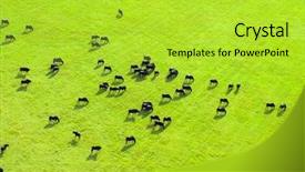  Presentation with rural india paddy field green - PPT theme having cow herd on green field background and a yellow colored foreground