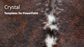  Presentation with hide - Amazing slide set having cow-hide backdrop and a tawny brown colored foreground