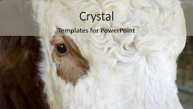  Presentation with texas cattle - Presentation theme consisting of cow in a cattle fair background and a light gray colored foreground