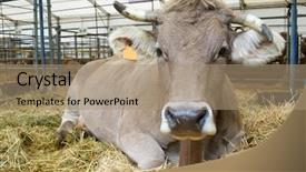  Presentation with angus cattle or aberdeen angus - Audience pleasing PPT layouts consisting of cow in a cattle fair backdrop and a coral colored foreground