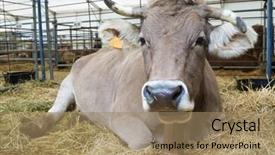  Presentation with angus cattle or aberdeen angus - Presentation theme featuring cow in a cattle fair background and a coral colored foreground