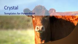  Presentation with blade - Colorful PPT theme enhanced with herd jersey dairy cows - cow in a field backdrop and a sky blue colored foreground