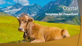  Presentation with pasture - Presentation theme with cow-in-a-pasture-alps background and a teal colored foreground