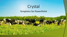  Presentation with agriculture - Amazing theme having cow in a pasture backdrop and a arctic colored foreground
