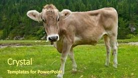  Presentation with alpine - Beautiful presentation theme featuring cow in alpine valley backdrop and a tawny brown colored foreground