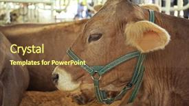  Presentation with cow - Cool new theme with cow in corral backdrop and a tawny brown colored foreground