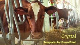  Presentation with cow - PPT layouts featuring cow in corral background and a tawny brown colored foreground