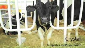  Presentation with cow - Cool new theme with cow in corral backdrop and a yellow colored foreground