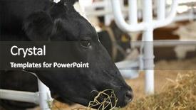  Presentation with cow - Slide set featuring cow in corral background and a dark gray colored foreground