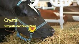  Presentation with cow - Audience pleasing PPT theme consisting of cow in corral backdrop and a tawny brown colored foreground