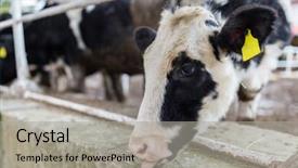  Presentation with cow - Slide set consisting of cow in farm background and a light gray colored foreground
