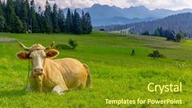  Presentation with green in architecture - PPT layouts having cow in green mountain pasture background and a tawny brown colored foreground
