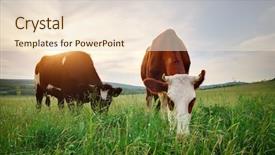  Presentation with cow - PPT layouts having cow in meadow nature composition background and a lemonade colored foreground