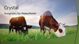  Presentation with cow - Amazing presentation design having cow in meadow rural composition backdrop and a light blue colored foreground