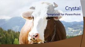  Presentation with breeding cow - Theme consisting of land beast - cow in mountains close up background and a sky blue colored foreground