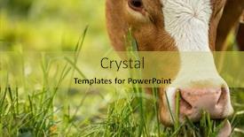  Presentation with pasture - Slides featuring cow-in-pasture-mountain-meadow background and a yellow colored foreground