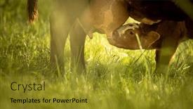  Presentation with pasture - Presentation featuring cow-in-pasture-mountain-meadow background and a gold colored foreground