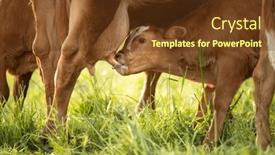  Presentation with pasture - Slides featuring cow-in-pasture-mountain-meadow background and a tawny brown colored foreground