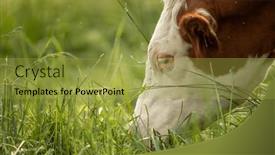  Presentation with cow - Presentation design consisting of cow-in-pasture-mountain-meadow background and a gold colored foreground