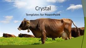  Presentation with cow - Colorful slide deck enhanced with ear biological - cow in the meadow backdrop and a light blue colored foreground