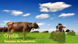  Presentation with cow - Beautiful slide set featuring cow in the meadow backdrop and a tawny brown colored foreground
