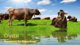 Presentation with cow - Presentation theme with beef cattle farm - cow in the meadow background and a tawny brown colored foreground