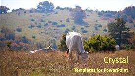  Presentation with cow - Presentation with cow in the pasture view background and a tawny brown colored foreground