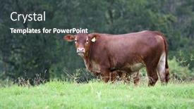  Presentation with cow - 