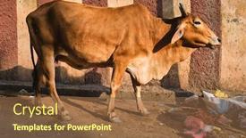  Presentation with animal cow - PPT theme featuring cow-in-the-street background and a tawny brown colored foreground