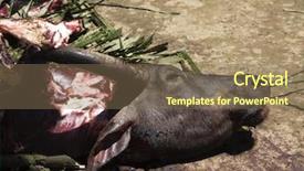  Presentation with cow - Audience pleasing PPT theme consisting of cow kill - slaughter backdrop and a violet colored foreground