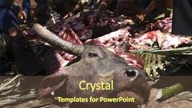  Presentation with cow - Amazing slides having cow kill - slaughter backdrop and a tawny brown colored foreground