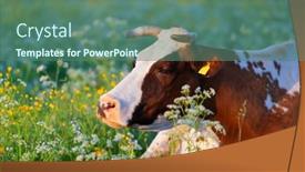  Presentation with cow - Slides enhanced with cow-laying-in-the-flowers background and a ocean colored foreground