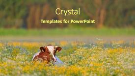  Presentation with cow - Slide deck consisting of cow-laying-in-the-flowers background and a tawny brown colored foreground