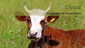  Presentation with cow - PPT theme having cow-laying-on-the-green background and a gold colored foreground