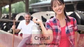  Presentation with cow milk - PPT theme consisting of cow milk pictures - man and woman in farm background and a red colored foreground