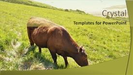  Presentation with cow - Cool new presentation theme with cow next to the sea backdrop and a yellow colored foreground