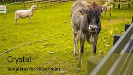  Presentation with cow - Presentation design consisting of cow on a farm background and a gold colored foreground