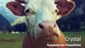  Presentation with cow - Slides with herd cliff - cow on alps jungfrau region background and a tawny brown colored foreground
