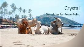  Presentation with goa beach - Cool new presentation theme with cow on beautiful tropical beach backdrop and a cool aqua colored foreground